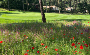 La nature en fleurs sur le parcours de Seignosse - Open Golf Club