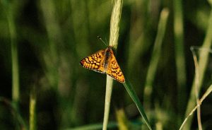 Des refuges à papillons au Golf de Seignosse - Open Golf Club